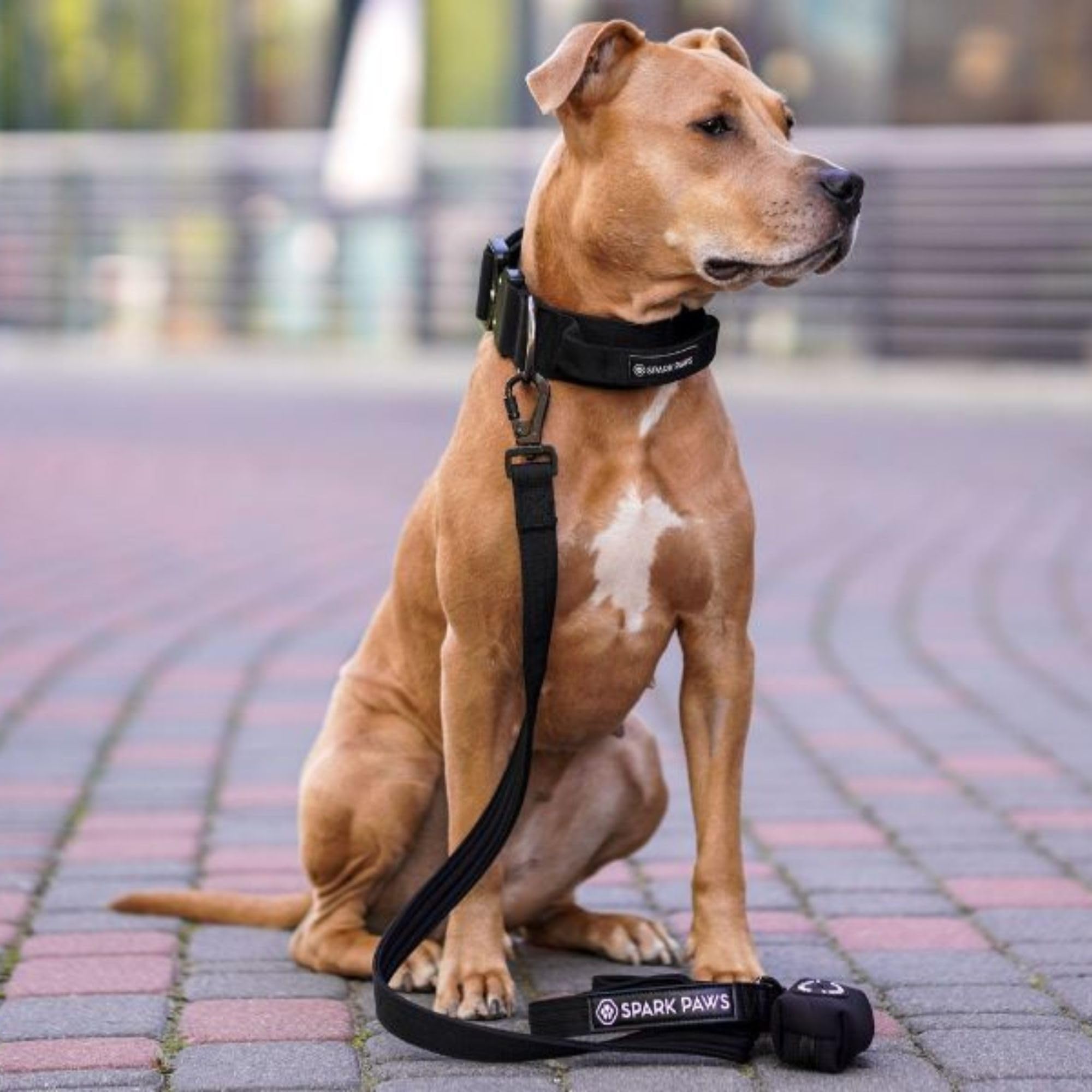 Amazon | Spark Pawsプレミアム犬用リード&うんちバッグセット - 強力